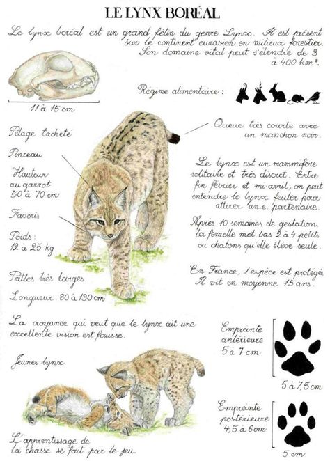 Animal Anatomy Study Aesthetic, Animal Diagram, Animal Studies, Animals Information, Nature Sketch, Animal Study, Animal Book, Scientific Illustration, Animal Facts