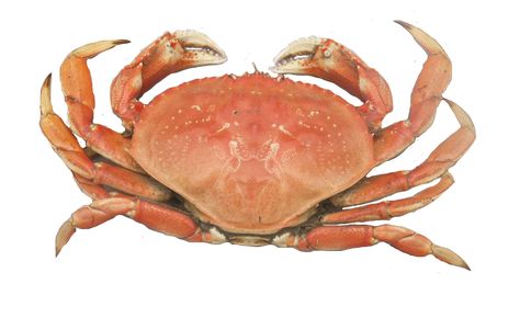 Premium Dungeness Crab, a west coast favourite!  http://buff.ly/2v5RQx6?utm_content=buffer76607&utm_medium=social&utm_source=pinterest.com&utm_campaign=buffer Grace Tattoos, Dream Meaning, Crab Print, Letting Your Guard Down, Dungeness Crab, Looking For People, Yin Yoga, Spiritual Meaning, Going On A Trip