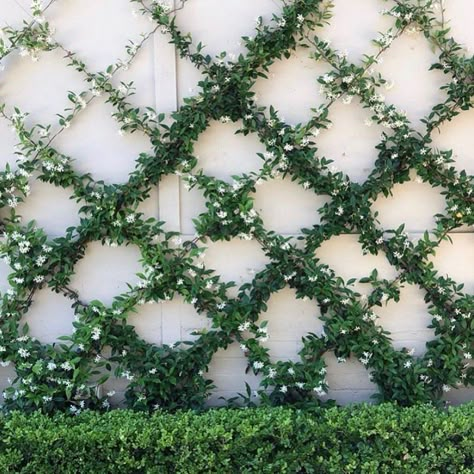 Star Jasmine Trellis, Hydrangea Petiolaris, Jasmine Star, Small Courtyard Gardens, Outdoor Trellis, Drought Tolerant Landscape, Star Jasmine, Australian Garden, Grasses Garden