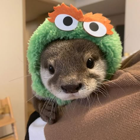 A Ferret, An Animal, Ferret, Otters, Green