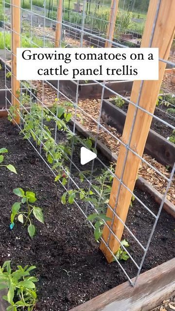 Resh Gala | Organic Gardener on Instagram: "What’s your favorite way to cage/ stake/ manage your tomato plants? 🍅 #tomato #gardening #trellis #tomatoes #gardeninglife #gardener #vegetablegarden #growyourownfood #farmlife #gardenersworld" Tomato Planting Tips, Tomato Planter Ideas, Tomato Cage Ideas, Tomato Garden Trellis, Tomatoes In Raised Beds, Tomato Cages Diy, Tomato Trellis Ideas, Tomato Plant Trellis, Staking Tomatoes