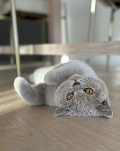 Silver British Shorthair, Cat Widget, Scottish Cat, Short Cat, Chartreux Cat, British Cat, Munchkin Cat, Russian Blue Cat, Shorthair Cat