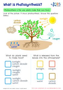 What is Photosynthesis - Printable Worksheet #kids #preschool #kindergarten #kindergartenworksheets #preschoolworksheets #worksheets #printables #lettering #learning #tracing #tracingworksheets #handwriting #writing #coloring #subtraction #balancing #art #counting #practice #basic #academy #delight #cardinals #directions #festive #bring #drawings #shapes #grocery #store Photosynthesis Kindergarten, What Is Photosynthesis, Photosynthesis Projects, Photosynthesis Activities, Science Plants, Photosynthesis Worksheet, Photosynthesis And Cellular Respiration, Science Cells, Science Printables