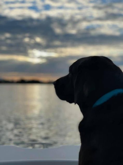 Black Labs Dogs, Insta Dp, Lab Dogs, Black Labs, Summer Books, Black Labrador, Black Lab, Autumn Aesthetic, Beach Aesthetic