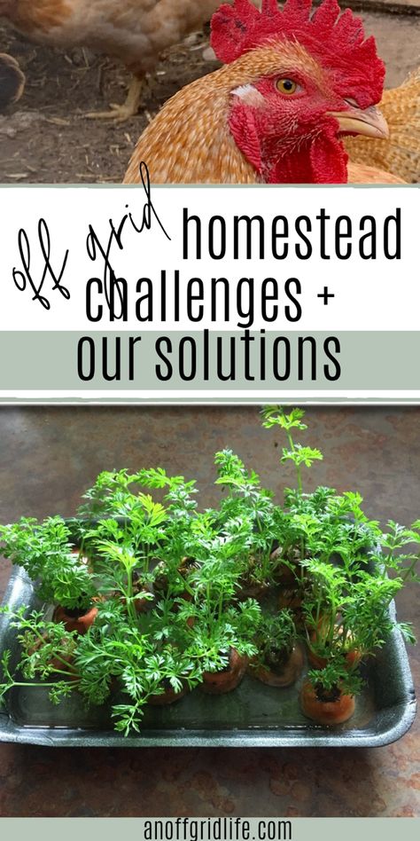 Chicken, growing carrots indoors, text overlay says Off Grid Homestead Challenges & Solutions Homesteading In Canada, Off Grid Kitchen, Homestead Hacks, Live Off Grid, Winter Preparedness, Survival Knowledge, Living Off Grid, Live Off The Grid, Homestead Layout