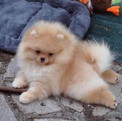 Poodle Cute, Animals In Clothes, Big Dogs Breeds, Biggest Dog In The World, Puppy Boy, Biewer Yorkie, Biggest Dog, Cute Fluffy Dogs, Teacup Chihuahua Puppies