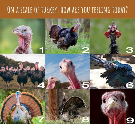 Mood Check In Classroom, Social Emotional Check In, Mood Check In Chart, On A Scale Of How Are You Feeling Today, Which Are You Today, Turkey Chart, Emotion Scale, Mood Scale, Owl School