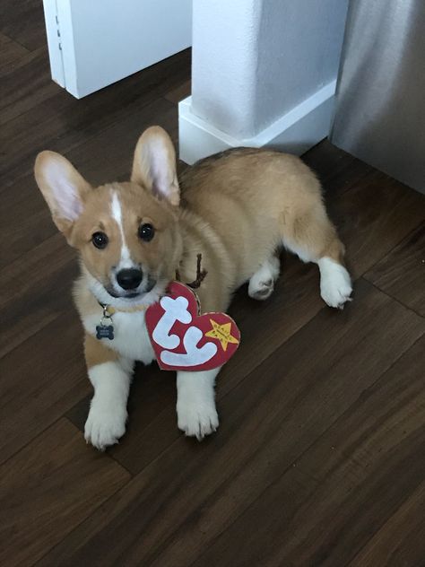 Costumes For Corgis, Corgi Dog Costumes, Corgi Costume Halloween, Corgi Halloween Costumes, Corgi Costume, Corgi Names, Corgi Puppies, 3 Month Old, Puppy Names