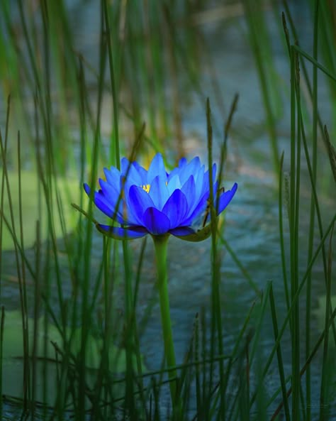 Blue Lotus Aesthetic, Lotus Flower Blue, Lotus Flower Wallpaper, Lotus Flower Pictures, Crystal Healing Chart, Lotus Plant, Lotus Flower Art, Blue Lotus Flower, Lotus Print