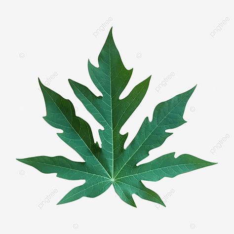 Papaya Tree Illustration, Papaya Illustration, Leaf Drawings, Papaya Leaves, Papaya Leaf, Background Leaf, Leaves Texture, Orange Illustration, Papaya Art