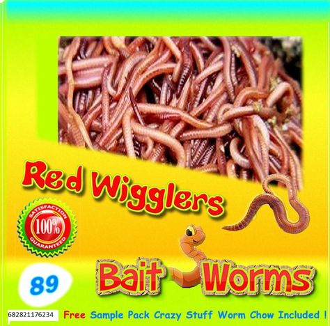 Red Wigglers (89 Count Live) Healthy Red Worms for Composting & Fishing Bait Raising Mealworms, Worm Farms, Worm Bins, Vivarium Ideas, Landscaping Garden Ideas, Red Wigglers, Seasonal Gardening, Worm Farming, Stages Of Growth