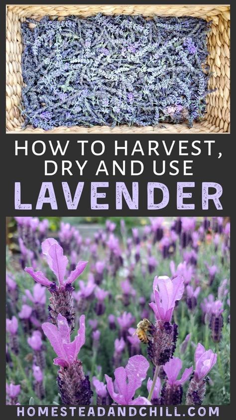 How To Harvest Lavender Flowers, How To Harvest Lavender Seeds, How To Trim Lavender Plants, Harvested Lavender, When To Harvest Lavender Flowers, Repotting Lavender Plants, How To Prune Lavender, Harvest Lavender How To, Harvesting Lavender How To