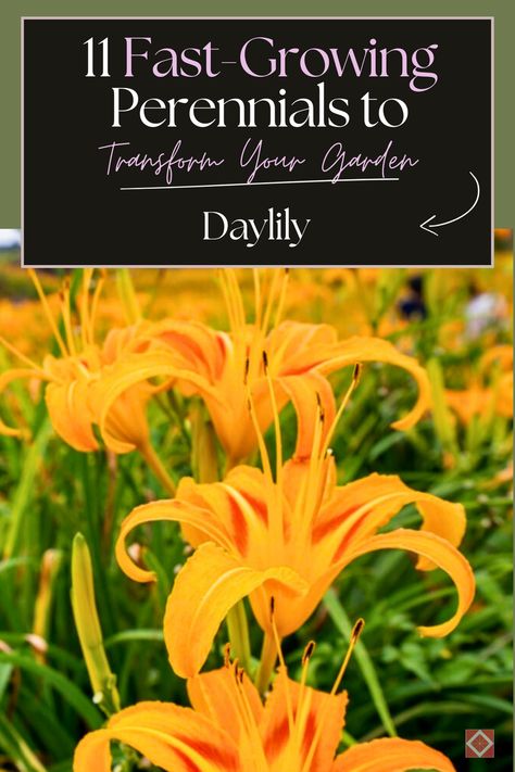 Daylilies are renowned for their stunning trumpet-shaped flowers that bloom in a wide array of colors. These perennials are incredibly resilient and can thrive in a range of climates and soil types.  Bring your garden to life with Daylilies and 10 other fast-growing perennials! Perfect for creating a vibrant and colorful outdoor space, whether you're a seasoned gardener or just starting out. Cape Cod Landscaping, Soil Types, Daylily Garden, Shasta Daisies, Thriving Garden, Indoor Plant Care, Classic Garden, Sandy Soil, Sustainable Garden