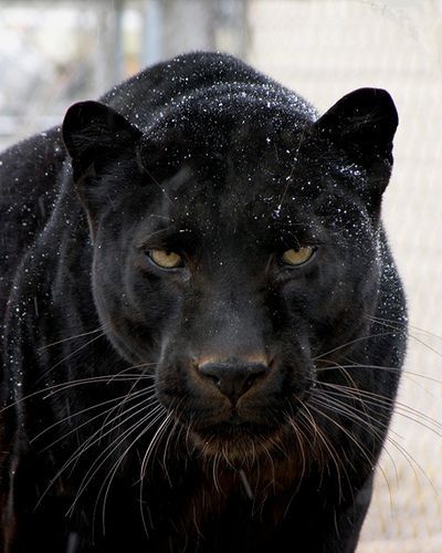 1000+ ideas about Black Panthers on Pinterest | Panthers, Black ... Fii Puternic, A Black Cat, Majestic Animals, Cheetahs, Large Cats, Alam Yang Indah, Animal Planet, Exotic Pets, Beautiful Cats