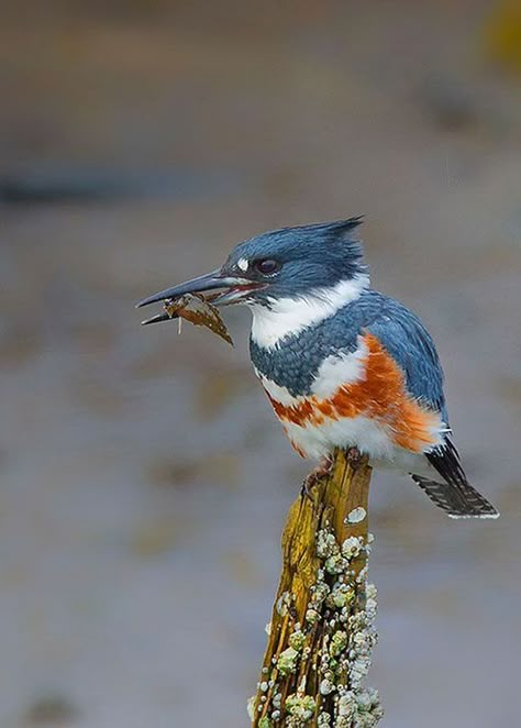 Belted Kingfisher, King Fisher, Bird Identification, Forest Grove, Kingfisher Bird, Bird Carving, Rare Birds, Flora Fauna, All Birds