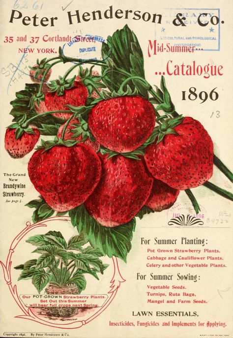 Peter Henderson & Co - Henderson's - Catalogue -1896 Cabbage Cauliflower, Summer Planting, Cauliflower Plant, Planting Pot, Growing Strawberries, Strawberry Plants, Vintage Poster Art, Planting Vegetables, Art Collage Wall