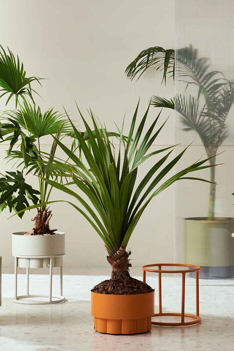 Indoor plants in a group Indoor Plants Styling, Plant Styling, Furniture Design Living Room, Pot Plant, Accent Arm Chairs, Lounge Area, Planter Pots Indoor, Indoor Plant, Lounge Areas