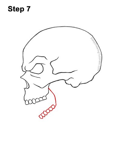 Side View Of Skull, Easy Skull Drawing Step By Step, Side Skull Drawing, Easy Skull Drawing Simple, Skull Side View Drawing, Skull Side Profile, Skeleton Head Drawing, Simple Skull Drawing, Skull Side View