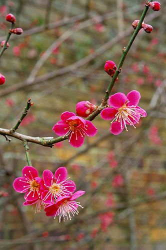 6070 Deep pink blossoms  of Prunus Flower Garden Tips, Flower Design Ideas, Summer Flower Garden, Prunus Mume, Apricot Blossom, Image Nature, Colorful Roses, Japanese Flowers, Pink Blossom