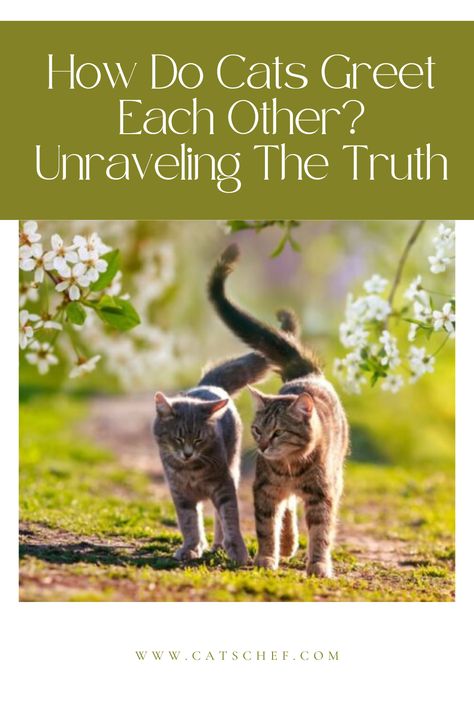 We’re guilty of wondering whether cats communicate with each other the same way humans communicate with other humans, right?

Do cats meow at each other and know what each meow means? Do cats even need to communicate with each other through meows or other means?


#catschef #cat #cats #kitten #kittens #catlover #catlovers #catlife #catoftheday #meow #pets #cute #love #animals #animallovers #kitty #kittycat #persiancat #mainecoon #ragdollcat #siberiancat Cat Communication, Cat Stands, Communication Methods, Siberian Cat, Get Off Me, Physical Touch, Pets Cute, T Lights, Cat Behavior