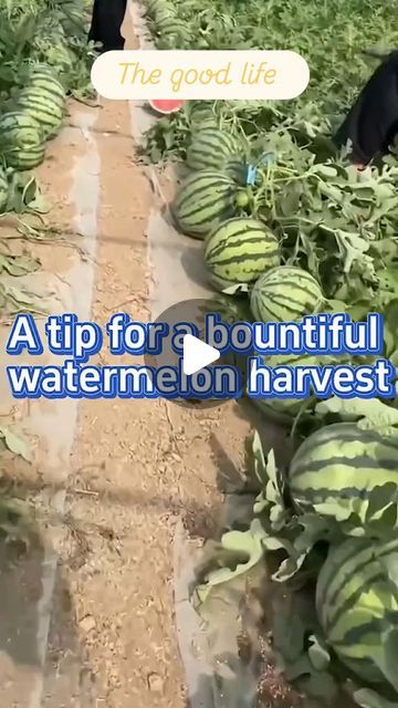 Anthony Alexis on Instagram: "How to grow watermelon #watermelon #gardening" Watermelon Gardening, Watermelon Growing, Growing Watermelon, Grow Watermelon, How To Grow Watermelon, Gardening Planting, Outside Plants, Vegetable Garden Diy, Fruit Garden