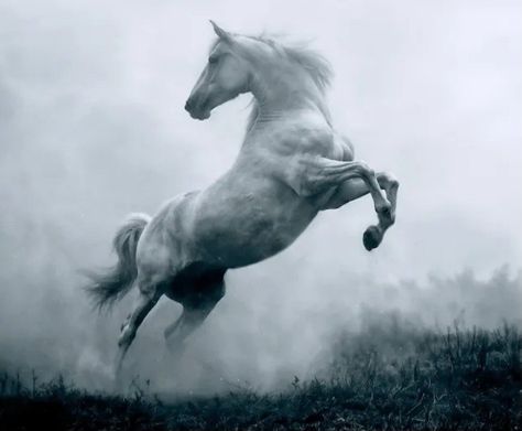 Horse Looking Up, Horse Reference Photos, Horse Falling, White Horse Running, White Horse Photography, Horses Jumping, Wild Horses Running, Horse Rearing, Strongest Animal