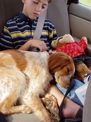 French Brittany Spaniel Information and Pictures French Brittany Spaniel, Brittany Spaniel Puppies, French Brittany, Brittany Spaniel Dogs, Brittany Spaniel, Spaniel Puppies, Pretty Dogs, Bird Dogs, Lap Dogs