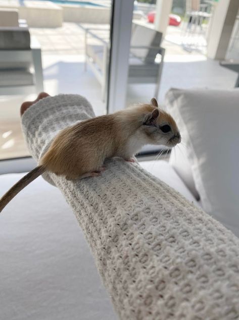 Gerbil Aesthetic, Gerbils Cute, Cute Gerbils, Gerbil Cage Ideas, Pet Gerbils, Rodent Pets, Gerbil Cages, Pet Rodents, Hamster Care