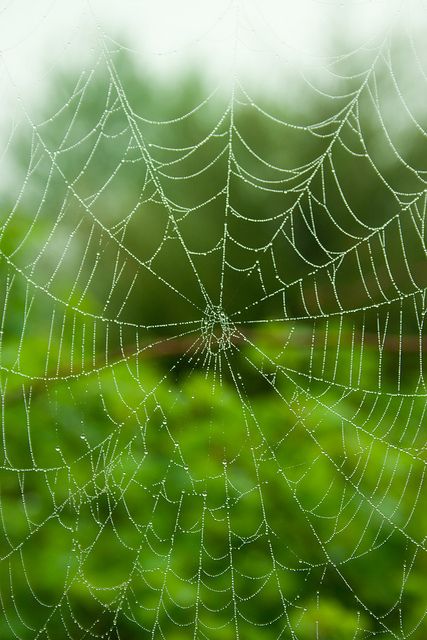 Spiders Web, Itsy Bitsy Spider, Charlotte's Web, Spider Art, Spider Webs, Dew Drops, Arachnids, The Spider, Macro Photography