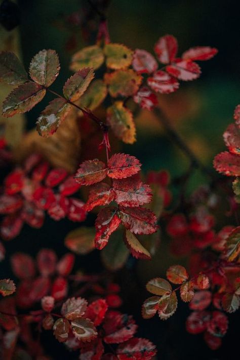 Autumn Rain, Autumn Magic, Leaf Images, Look At The Sky, Fall Feels, Warm Autumn, Autumn Aesthetic, Autumn Garden, Samhain