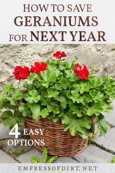 4 Easy Ways to Overwinter Geraniums | Empress of Dirt Geraniums Indoors, Overwintering Geraniums, Winter Planting, Growing Geraniums, Geranium Care, Geraniums Garden, Potted Geraniums, Geranium Plant, Container Gardening Flowers