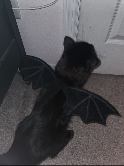 black cat w/ bat wings, grunge aesthetic :] Cats Grunge Aesthetic, Black Cat Asethic, Bat Pfp Aesthetic, Grunge Cat Aesthetic, Bat Wings Aesthetic, Black Cat Pfp Aesthetic, Black Cat Girlfriend Aesthetic, Black Cat Widget, Black Cat With Bat Wings