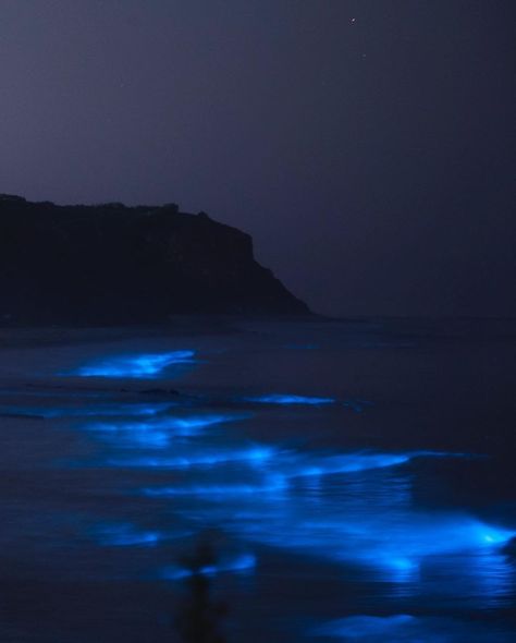 Southbay Magazine on Instagram: “Sorry, had to take a second to pick our jaws up off the floor. Last night was AMAZING. Who saw the #bioluminescence waves last night?…” Bioluminiscente Beach, Bioluminescent Aesthetic, Bioluminescence Beach Aesthetic, Drifter Aesthetic, Bioluminescence Beach, Bioluminescent Water, Bioluminescence Aesthetic, Beach Night Aesthetic, Last Night Was Amazing