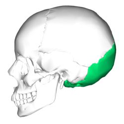 Muscles Of The Head, Bones Of The Body, Occipital Bone, Temporal Bone, Cranial Sacral Therapy, Sphenoid Bone, Occipital Lobe, Facial Bones, Body Bones