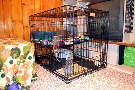 dog crate rabbit cage #dogcraterabbitcage Dog Crate Rabbit Cage, Xl Dog Crate, Puppy Cage, Diy Guinea Pig Cage, Rabbit Home, Rabbit Enclosure, Muddy Dog, Bunny Room, I Am Home