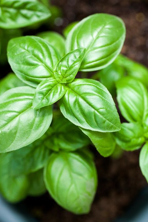 Basil Home Remedy For Headache, Basil Essential Oil, Growing Basil, نباتات منزلية, Natural Headache Remedies, Basil Plant, Mosquito Repelling Plants, Healthy Food Facts, Sweet Basil