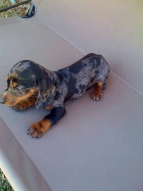 Silver piebald dapple dachshund <3 I want youuuuuu! Spotted Dachshund, Doxie Puppies, Dapple Dachshund, Mini Dachshund, Dachshund Puppies, My Buddy, Chester, Sloth, Puppy Love