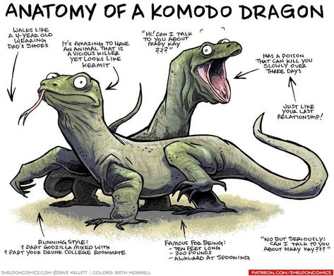 13 Funny Illustrations That Show The Anatomy Of Various Creatures - I Can Has Cheezburger? Bearded Dragon Funny, Dragon Anatomy, Bearded Dragon Diet, Funny Illustrations, Cute Reptiles, Komodo Dragon, Funny Illustration, Komodo, Reptiles And Amphibians