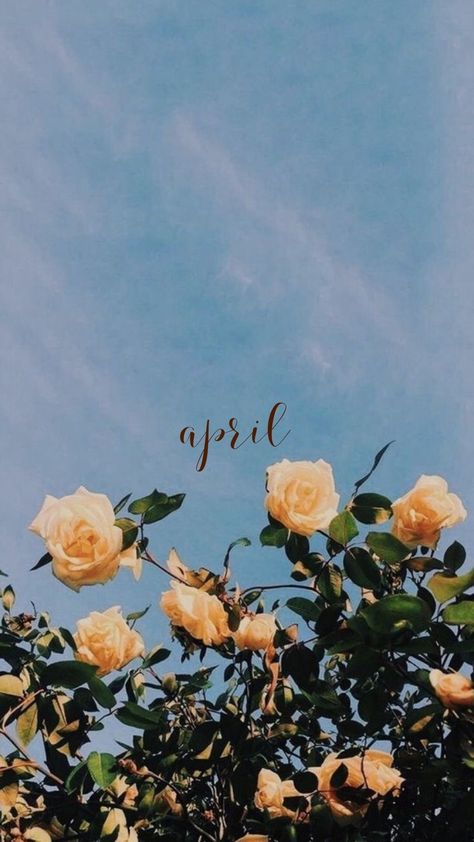 Spring Background, The Sun, Roses, Sun, Iphone, Yellow, Blue