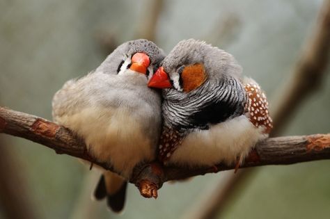 Zebra Finches, Bird Breeds, Zebra Finch, Finches Bird, Zebras Animal, Most Beautiful Birds, Kinds Of Birds, Finches, Australian Birds