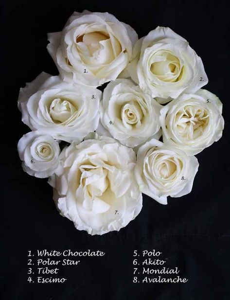 White rose variety Tibet Rose Bouquet, White Rose Types, White Mondial Rose, White Rose Varieties, Types Of White Roses, Tibet Rose, Fall Flower Wedding Bouquets, Baby's Breath Wedding Flowers, Polar Star