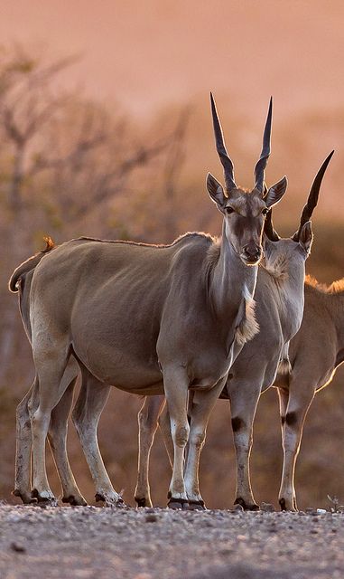 Eland at Sunset wildlife photography