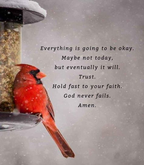 Cardinal Quotes, Cardinal Christmas, Sympathy Quotes, Cardinal Bird, Good Prayers, Prayer Verses, Inspirational Quotes God, Cardinal Birds, Inspirational Messages