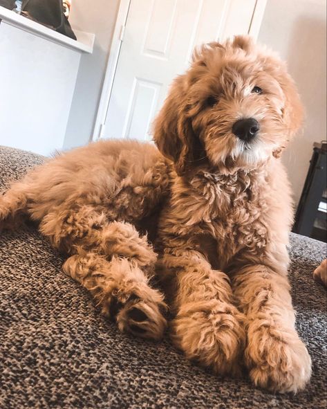 Golden Doodle Puppy Aesthetic, Golden Doodle Aesthetic, Goldendoodle Aesthetic, Goldendoodle Picture Ideas, Dog Aesthetic Golden Doodle, Medium Goldendoodle, Toy Goldendoodle, Mini Golden Doodle, Golden Doodle Puppy