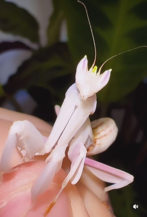 Orchid Mantis | via @richards_inverts Orchid Mantis Oc, Orchard Mantis, Prang Mantis, Mantis Oc, White Praying Mantis, Bug Reference, Prey Mantis, Pretty Bugs, Flower Mantis