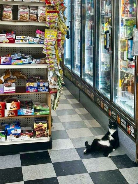 Bodega Cats (@Bodegacats_) on X Bodega Cat, Brand Image, Beer, Candy, Dogs, Quick Saves