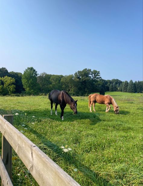 horse field aesthetic Horse House Aesthetic, Horses Farm, Horse Pics Aesthetic, Cute Stables, Acreage Aesthetic, Horse Home, Horses In Backyard, Horse Stables Aesthetic, Horse Asethic Pictures