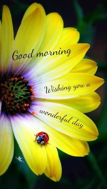 Good Morning Wishing You A Wonderful Day Flower Quote                                                                                                                                                                                 More African Daisy, A Ladybug, Flower Quotes, Jolie Photo, E Card, Yellow Flower, Good Morning Wishes, Beautiful Blooms, Lady Bug