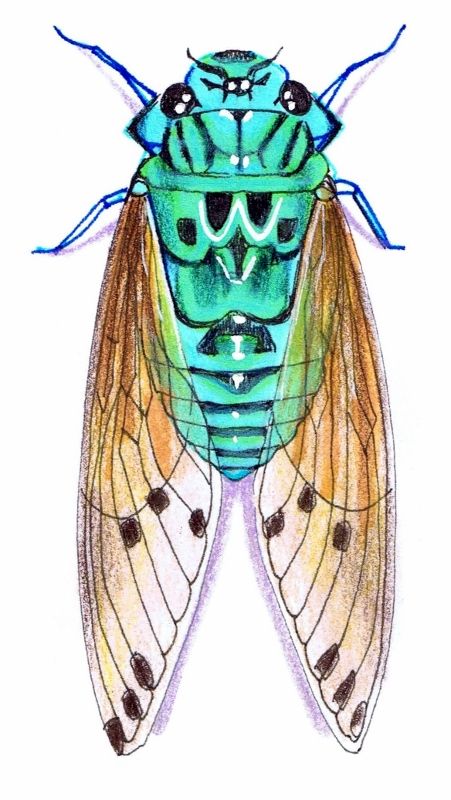 Drawing by Vicky Pratt. Cicada Zammara. teal / turquoise. Find me on Facebook Vicky Pratt - Illustrator. www.vicpratt.wix.com/vickypratt Cicada Tattoo, Insect Clipart, Cool Insects, Bug Art, Beautiful Bugs, Brown Envelope, Creepy Crawlies, Insect Art, Teal Turquoise