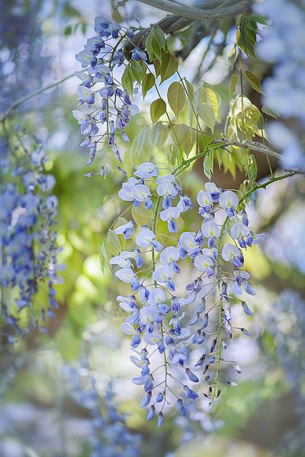 Wisteria by Jacky Parker Floral Art, via Flickr Jacaranda Tree, Beautiful Flowers Photography, English Cottage Garden, Blue Garden, Blossom Flower, Flowers Nature, Flower Field, Flower Pictures, Wisteria